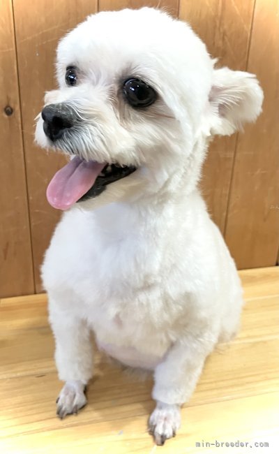 ポメマル【・女の子・2022年6月6日・クリームアンドホワイト】