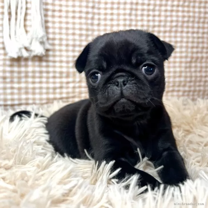 ID:2401-04636の子犬