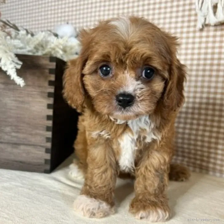 ID：2307-04138の子犬