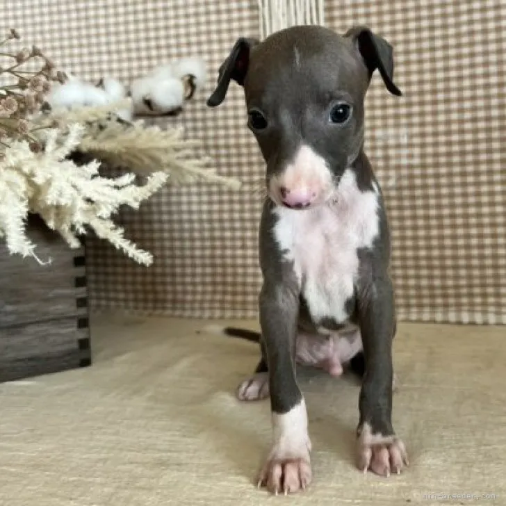ID:2307-01936の子犬