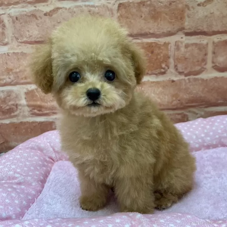 ID：2404-00250の子犬