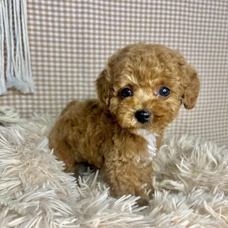 ID:2406-00485の子犬