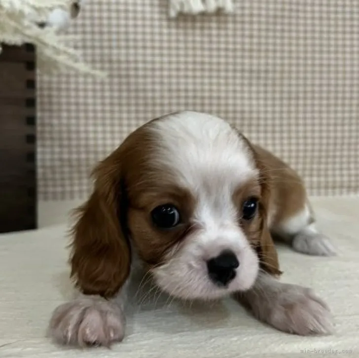 ID:2307-02709の子犬