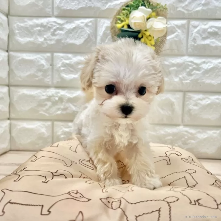 ID:2404-02602の子犬