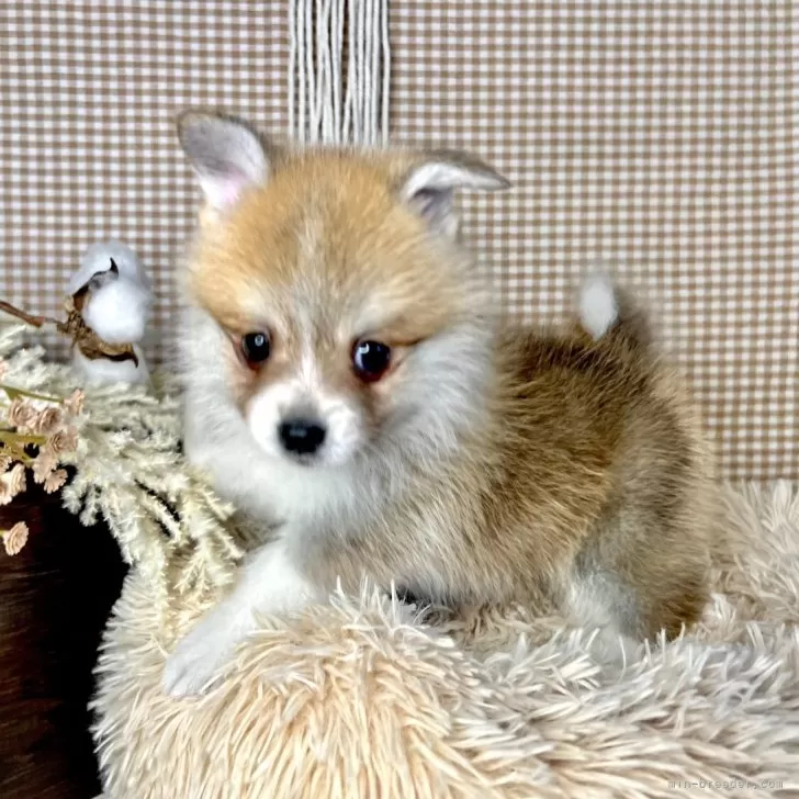 ID:2401-00595の子犬