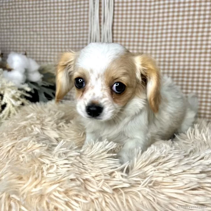 ID:2403-00842の子犬