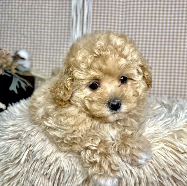 ID:2403-04183の子犬