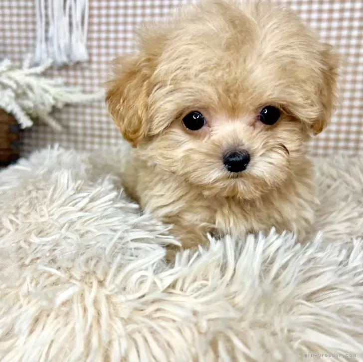 ID：2312-05761の子犬