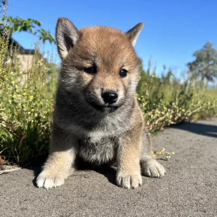 ID：2406-00449の子犬