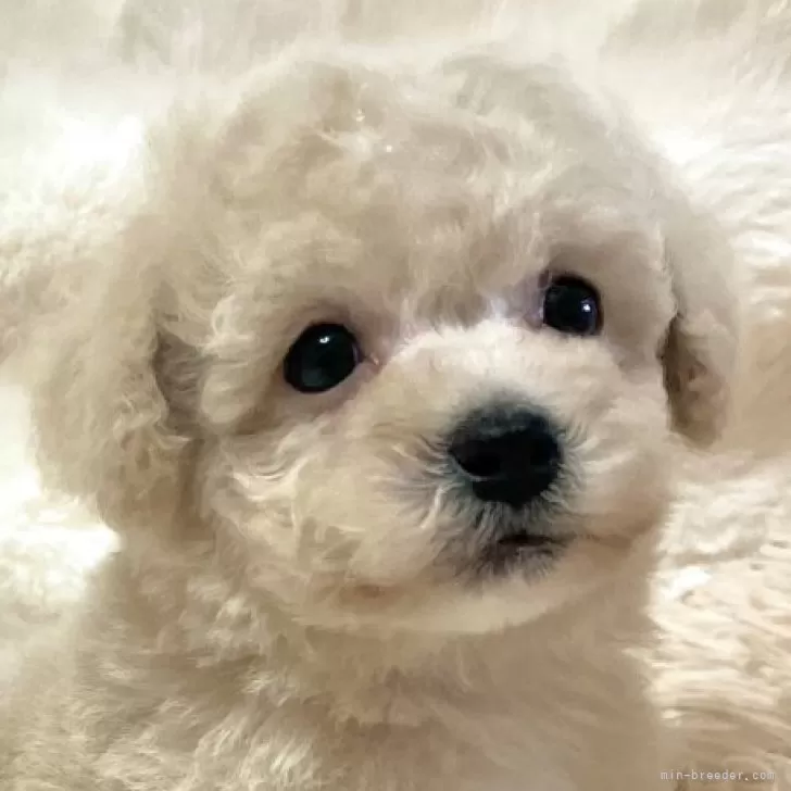 ID:2408-08527の子犬