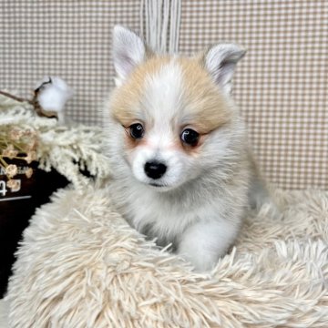 ミックス(ポメラニアン×コーギー)【青森県・女の子・2023年11月8日・レッド&ホワイト】の写真「TV出演しました📺‼️」
