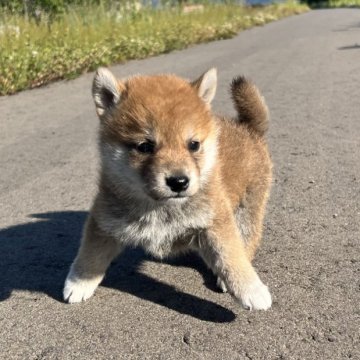 柴犬(標準サイズ)【青森県・女の子・2024年4月11日・赤】の写真「優しいお顔🐕」