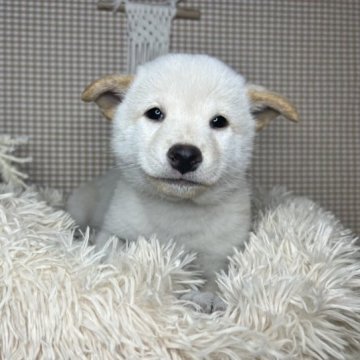 柴犬(標準サイズ)【青森県・男の子・2023年8月17日・白】の写真「元気いっぱい🔥遊ぶのが大好きな仔✨」