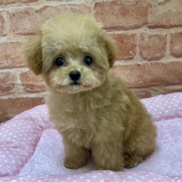 トイプードル(ティーカップ)【青森県・女の子・2024年2月14日・レッド】の写真「超小ぶり‼️まるでテディベア🧸☁️💕」