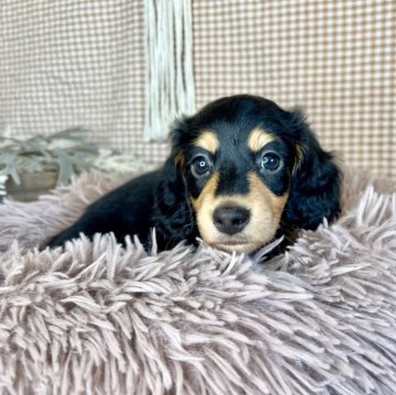 ミニチュアダックスフンド(ロング)【青森県・女の子・2024年4月23日・ブラック&タン】の写真「お父さんがカニヘン‼️小ぶりな仔🐶💗　　　」