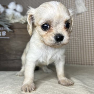 ミックス(チワワ×アメリカンコッカースパニエル)【青森県・女の子・2023年8月21日・クリーム】の写真「希少なMIXちゃん🥰とっても甘えん坊さん🥹💕」