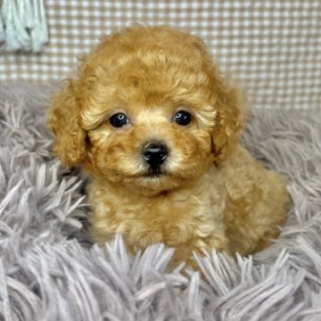 トイプードル(トイ)【青森県・女の子・2024年5月5日・レッド】の写真「甘えん坊さん❣️」
