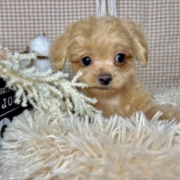 チワプー(チワワ×トイプードル)【青森県・男の子・2023年12月28日・アプリコット】の写真「遊ぶのが大好きな元気な子🐥☁️」