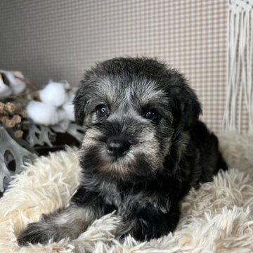 ミニチュアシュナウザー【青森県・女の子・2023年8月17日・ソルト&ペッパー】の写真「とっても穏やかな性格の子🥰💖」