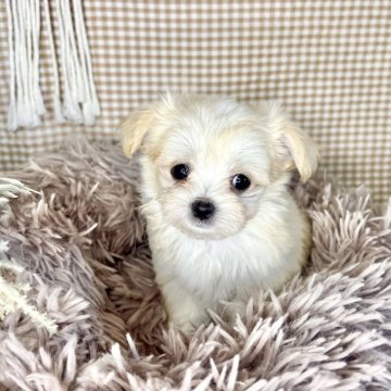 チワマル(チワワ×マルチーズ)【青森県・男の子・2024年5月31日・クリーム&ホワイト】の写真「大人気な小ぶりの子🐶✨」