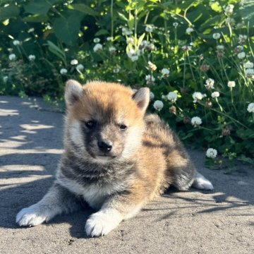 柴犬(標準サイズ)【青森県・男の子・2024年4月11日・赤】の写真「可愛らしい男の子🐕✨」