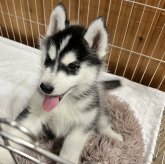 シベリアンハスキー