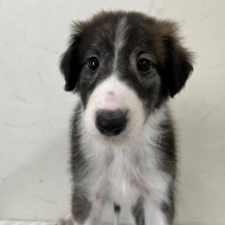 ボルゾイ 青森県 女の子 22年4月17日 ブリンドル ホワイト しなやかなボディが美しい大型犬です みんなのブリーダー 子犬 Id 26