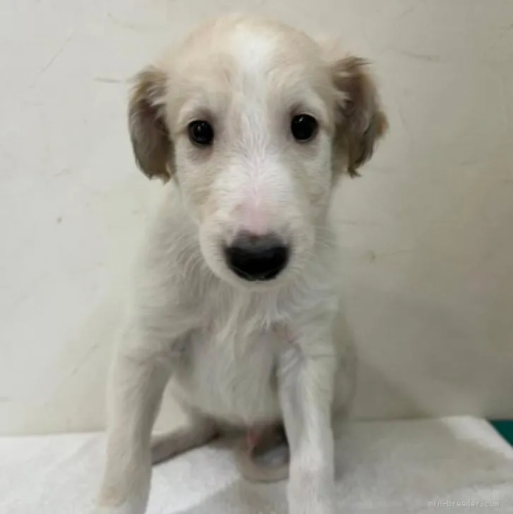 ID：2206-02363の子犬