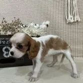 キャバリア【青森県・女の子・2023年5月19日・ブレンハイム】の写真2「7/12撮影♪」