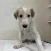 ボルゾイ【青森県・男の子・2022年4月17日・ホワイト&レモン】の写真3