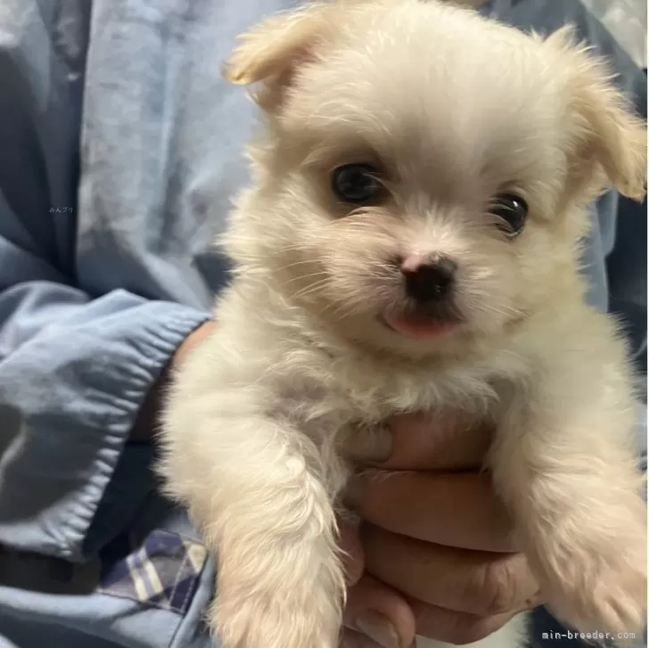 BRL 様のお迎えした子犬