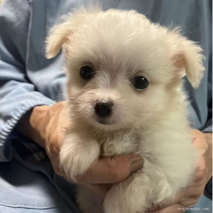 ID：2507-08378の子犬