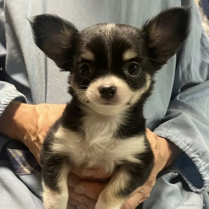 ID：2507-04665の子犬
