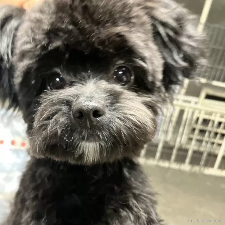 ID:2410-01003の子犬