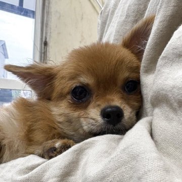 ポメチワ(チワワ×ポメラニアン)【埼玉県・女の子・2025年5月20日・レッド&ホワイト】の写真「甘えん坊で元気いっぱいのチワポメちゃん⭐︎」