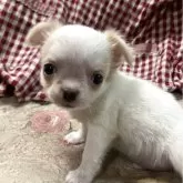 チワワ(ロング)