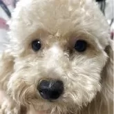 トイプードル(トイ)