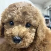 トイプードル(トイ)