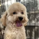 トイプードル(トイ)【埼玉県・男の子・2024年9月20日・アプリコット】の写真2