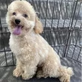 トイプードル(トイ)【埼玉県・男の子・2024年9月20日・アプリコット】の写真3