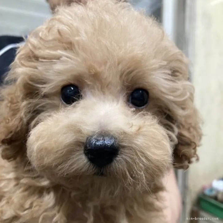 D.Y 様のお迎えした子犬