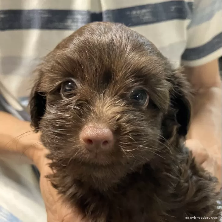ID:2407-06347の子犬