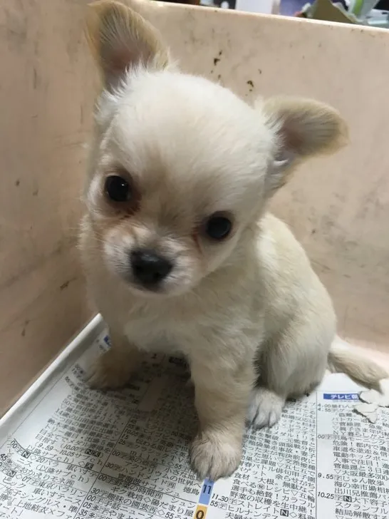 みい 様のお迎えした子犬