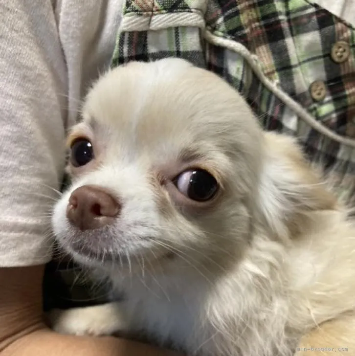 ID:2209-04665の子犬