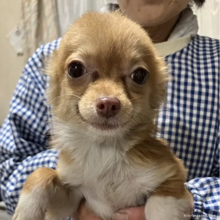 suu 様のお迎えした子犬