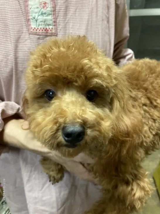 ID：2201-00977の子犬