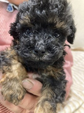 トイプードル(トイ)【埼玉県・女の子・2021年9月23日・ブラックタン】の写真「眉毛がチャームポイント！ワクチン代2回分込みです。」