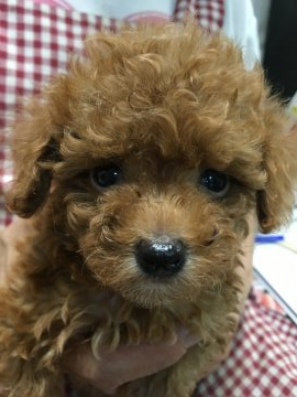 トイプードル(ティーカップ)【埼玉県・女の子・2021年6月25日・レッド】の写真「ティーカップサイズ予想の女の子」