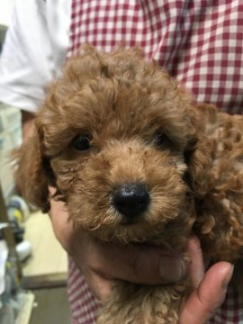 トイプードル(トイ)【埼玉県・男の子・2021年6月25日・アプリコット】の写真「タイニーよりのトイサイズ予想のトイプー君」