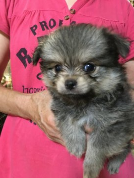 MIX(ポメラニアン×チワワ)【埼玉県・男の子・2021年5月28日・ウルフセーブル】の写真「訳あり&お問い合わせいただいたのでお試し掲載。」